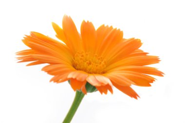 calendula çiçek