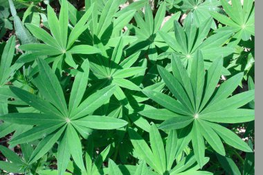 Lupins leaves clipart