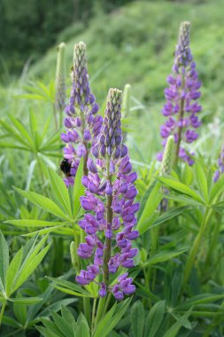 Lupines çiçekleri