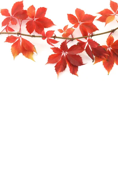 ブドウの葉 — ストック写真