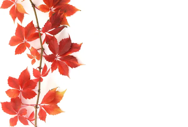 Листья винограда — стоковое фото