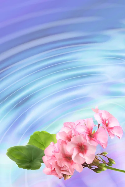 Hintergrund mit Blumen Geranien — Stockfoto