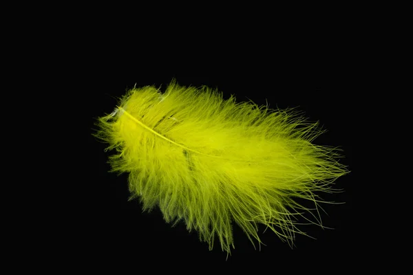 stock image Yellow feather on a black background