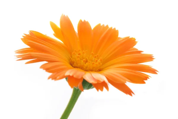 De bloem calendula — Stockfoto