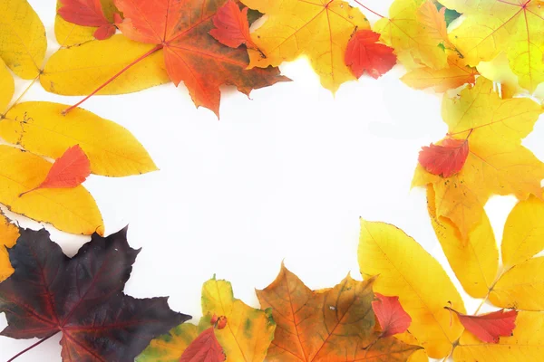 Gerüst aus gelben Blättern — Stockfoto