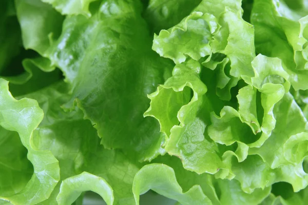 Sheet salad — Stock Photo, Image