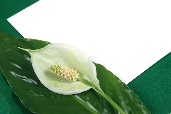 Bakgrund med en vit blomma — Stockfoto