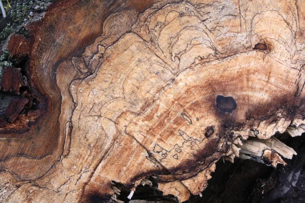 오래 된 나무의 상처 — 스톡 사진