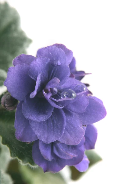 Flower of a violet — Stock Photo, Image