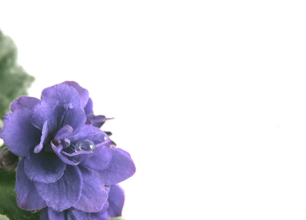 Flor de una violeta — Foto de Stock