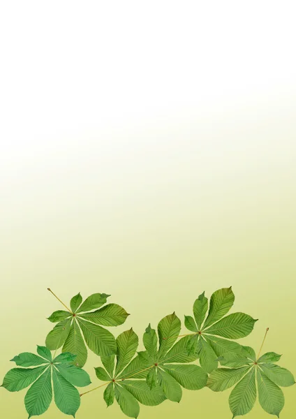 Las hojas de la castaña — Foto de Stock