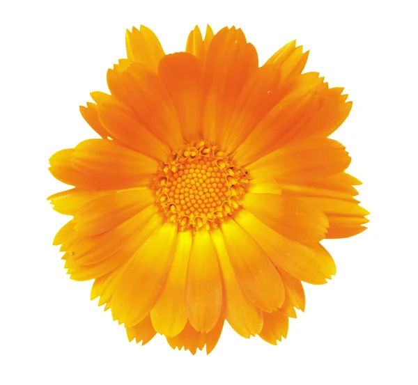 Bir calendula çiçek — Stok fotoğraf
