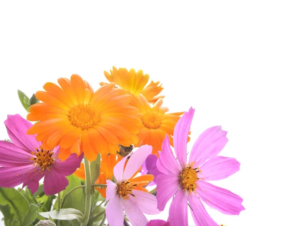Field flowers — Stock Photo, Image