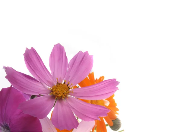 Bakgrund med en lila blomma — Stockfoto