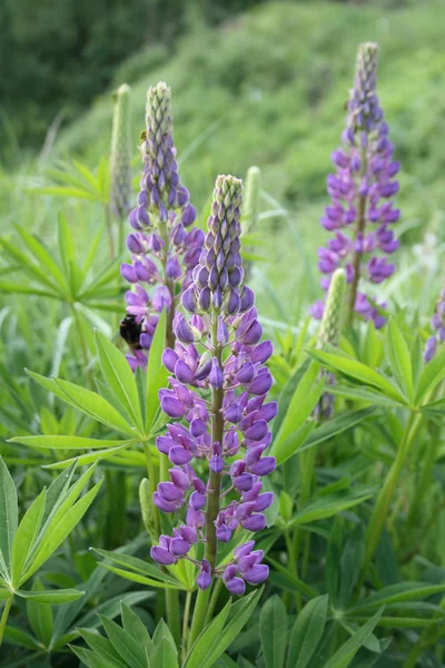 stock image Lupines flowers