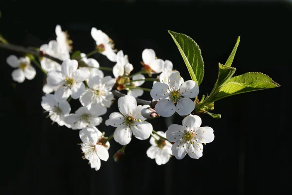 꽃이 만발한 벚꽃 — 스톡 사진