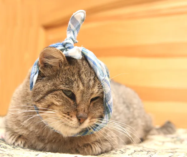 Больной кот — стоковое фото