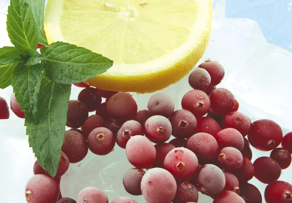 Cranberry e gelo — Fotografia de Stock