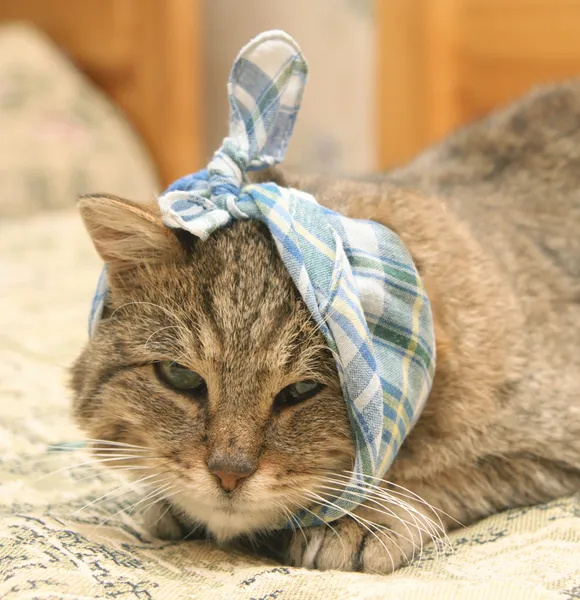 Больной кот — стоковое фото