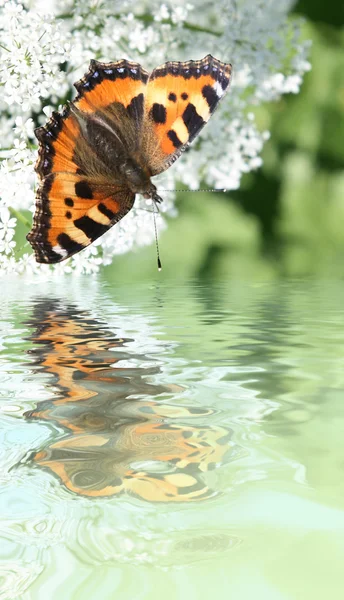 Hintergrund mit dem Schmetterling — Stockfoto