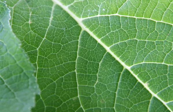 stock image Green leaf