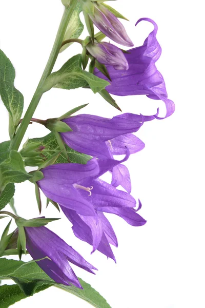 stock image Campanula