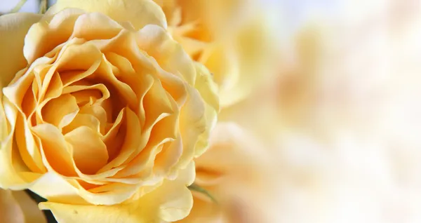 Background with a yellow rose — Stock Photo, Image