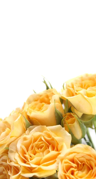 Fondo con una rosa amarilla — Foto de Stock