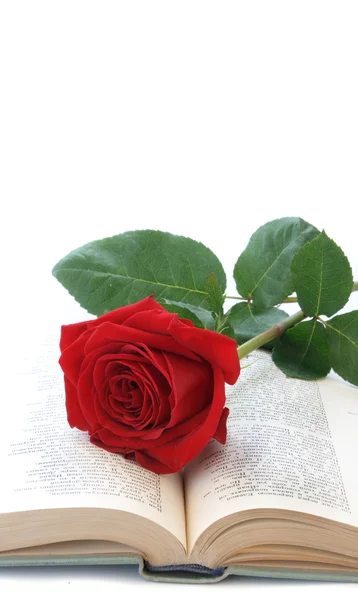 Rose von roter Farbe — Stockfoto