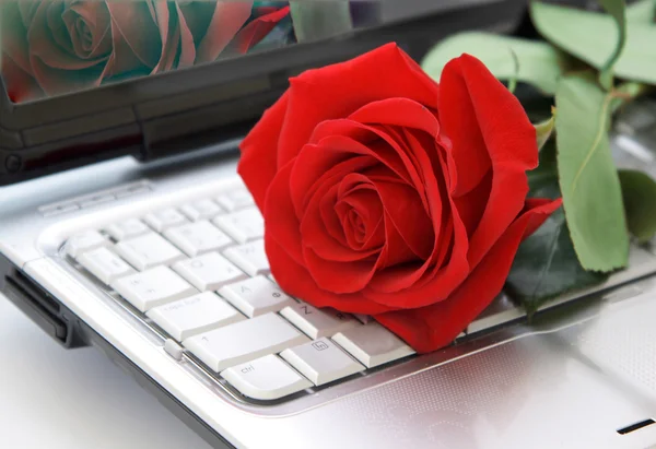 键盘上的玫瑰 — 图库照片