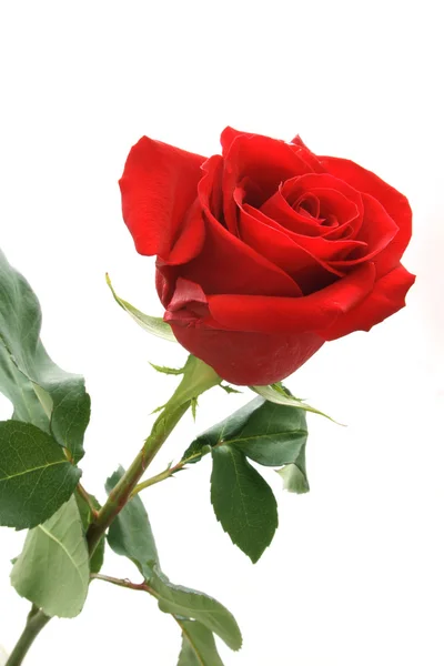 Róża czerwony kolor — Zdjęcie stockowe