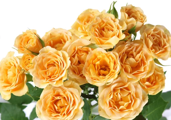 Rosas amarillas —  Fotos de Stock