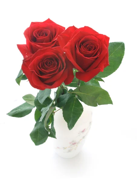 Роза красного цвета — стоковое фото