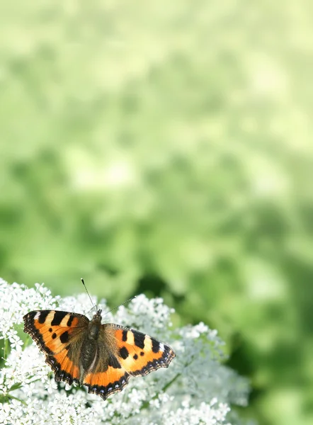 Hintergrund mit dem Schmetterling — Stockfoto