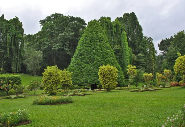 Jardin botanique, Kandy — Photo