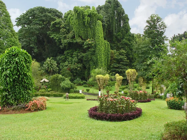 Botanische Tuin, kandy — Stockfoto