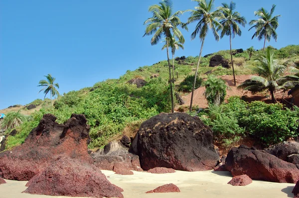 Coconut palms on the beach . Arambol — Stock Photo, Image