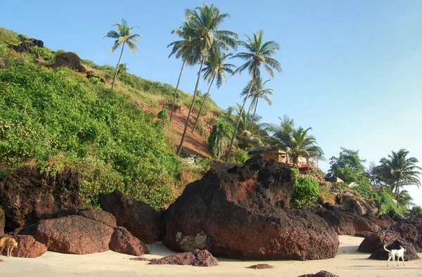 ココヤシの木とビーチの上に石 — ストック写真