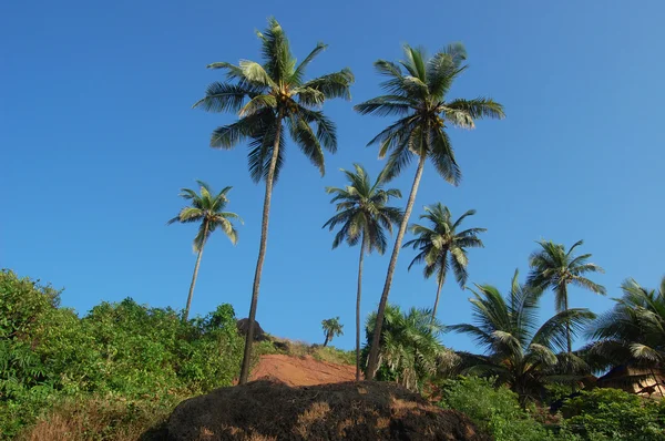 Coconut palms on the beach . Arambol — Stock Photo, Image
