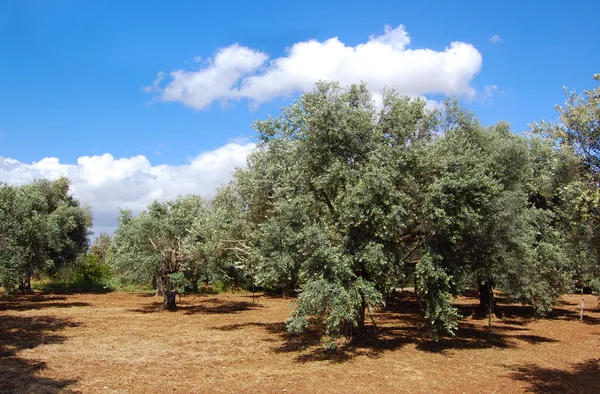 Árvores de azeitonas em Chipre — Fotografia de Stock