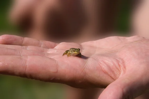 Small frog sitting on a hand — Stock Photo, Image