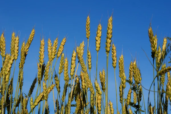 stock image Wheat field