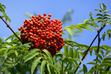 Mountain ash küme dal