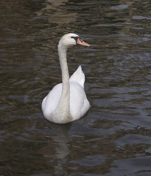 stock image White swan floating on the river