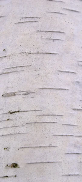 Beyaz huş ağacı kabuğu