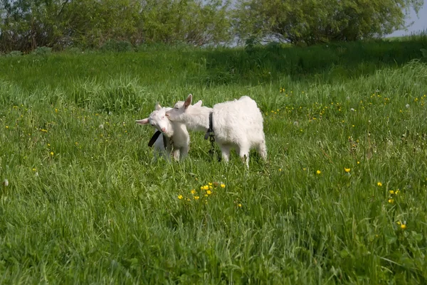 Kozy na trawnik — Zdjęcie stockowe