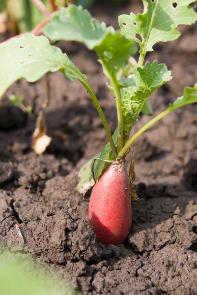 Stock image Garden radish