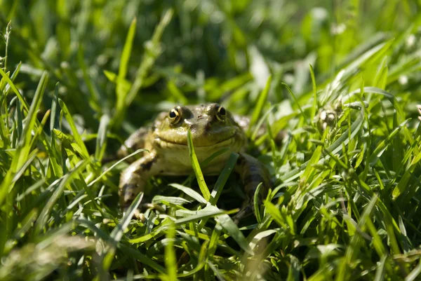 stock image Frog