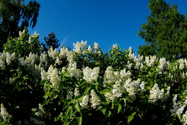 Arbustos lila — Foto de Stock