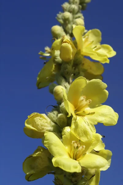 Flores de prado — Fotografia de Stock
